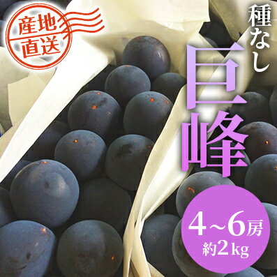富士川町産巨峰（ピオーネ）4-6房（約2kg） ぶどう 種なし 大粒 山梨県産 フルーツ 果物 くだもの 産地直送