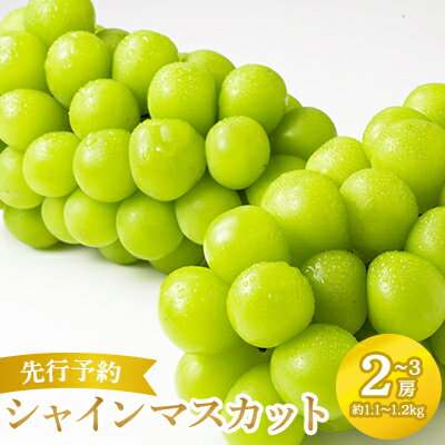 【ふるさと納税】【先行予約】2024年発送分 シャインマスカット 2～3房（約1.1～1.2kg） フルーツ 山梨 くだもの 大粒 人気 厳選 ブドウ ぶどう 葡萄 富士川町（C4101）のサムネイル