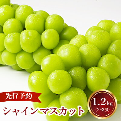 【ふるさと納税】【2024年発送分】 シャインマスカット 2～3房（約1.2kg） 8月中旬以降発送予定 フルーツ 山梨 シャイン マスカット くだもの 大粒 人気 厳選 ブドウ ぶどう 葡萄 富士川町 先行予約（C4101）