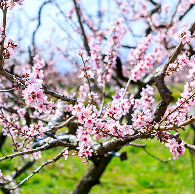 山梨県富士川町の画像3