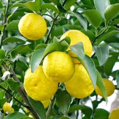 山梨県富士川町の画像2