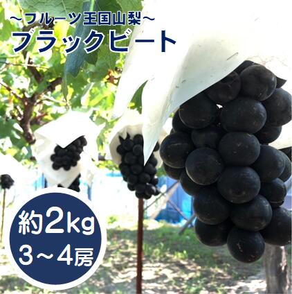 希少品種「ブラックビート」3～4房（約2kg）種なし 種無し 黒葡萄 ぶどう ブドウ 葡萄 フルーツ 果物 山梨 やまなし 富士川町