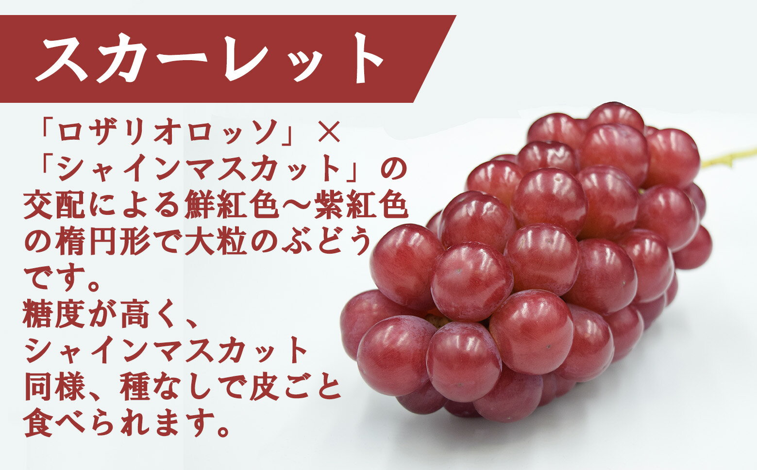 【ふるさと納税】【やまなしのフルーツ定期便】シャインマスカット(緑)（2房・約1．3kg）＆スカーレット(赤)（2房・約1．4kg）食べ比べ定期便（2回発送）　ぶどう ブドウ 葡萄 食べ比べ 定期便 シャイン 赤ぶどう フルーツ 果物 くだもの 山梨 やまなし