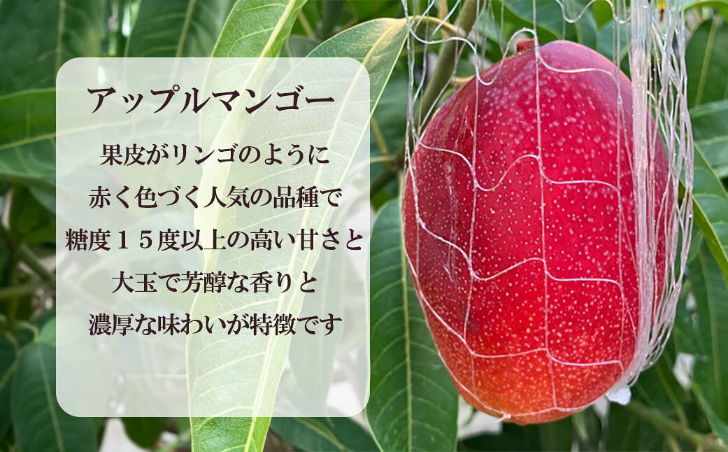 【ふるさと納税】【フルーツ王国やまなし】アップルマンゴー 2個（700g～1kg）　フルーツ 果物 くだもの マンゴー 山梨 やまなし 富士川町