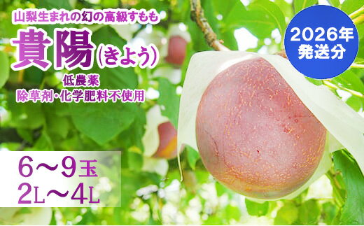 【ふるさと納税】【2026年発送分】【数量限定】【やまなしフルーツ定期便（3回）】 貴陽（すもも）（6-9玉）＆シャインマスカット（2kg前後・3-4房）＆ラ・フランス（1.5kg以上・3-5玉）　定期便 果物 くだもの 貴陽 李 プラム 洋梨 洋なし 山梨 やまなし 富士川町