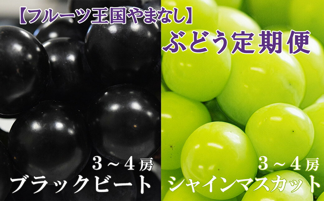 ※数量限定※【ぶどう定期便】希少品種「ブラックビート」3～4房（約2kg）＆シャインマスカット 3～4房 （約2kg）定期便 種なし 種無し 黒葡萄 ぶどう ブドウ 葡萄 フルーツ 果物 山梨 やまなし 富士川町 先行予約 食べ比べ 定期便