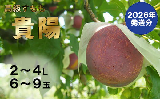 【ふるさと納税】【2026年発送分】【数量限定】【やまなしフルーツ定期便（3回）】 貴陽（すもも）（6-9玉）＆シャインマスカット（2kg前後・3-4房）＆ラ・フランス（1.5kg以上・3-5玉）　定期便 果物 くだもの 貴陽 李 プラム 洋梨 洋なし 山梨 やまなし 富士川町