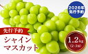 【ふるさと納税】【2026年発送分 先行予約】 シャインマスカット 2~3房(約1.2kg) 8月中旬以降発送予定 フルーツ 山梨 シャイン マスカット くだもの 大粒 人気 厳選 ブドウ ぶどう 葡萄 富士川町 先行予約(C4101)