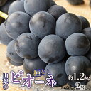 【ふるさと納税】ふるさと納税 種無し ピオーネ 種なし 先行予約 ぶどう 葡萄 青果 フルーツ ブドウ 人気 ギフト プレゼント お祝い 山梨県 昭和町 贈り物 送料無料 おすすめ<2025年/令和7年発送先行予約>種無しピオーネ 約1.2kg 2房SWAO001