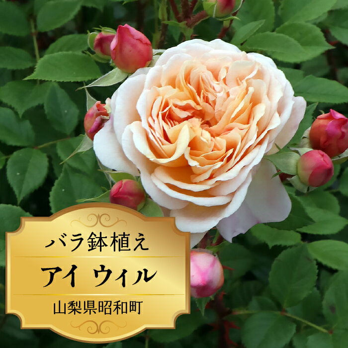 ふるさと納税 バラ鉢植え ローズ 薔薇 バラ ガーデニング 花 フラワー 敬老の日 卒入学祝い 新築祝い 記念日 お祝い ギフト プレゼント 贈り物 山梨県 昭和町 母の日 送料無料 バラ鉢植え「アイ ウィル」