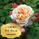  ふるさと納税 バラ鉢植え ローズ 薔薇 バラ ガーデニング 花 フラワー 敬老の日 卒入学祝い 新築祝い 記念日 お祝い ギフト プレゼント 贈り物 山梨県 昭和町 母の日 送料無料 バラ鉢植え「アイ ウィル」 SWBD001