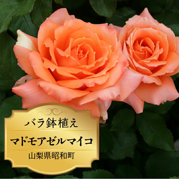 ふるさと納税 バラ鉢植え ローズ 薔薇 バラ ガーデニング 花 フラワー 敬老の日 卒入学祝い 新築祝い 記念日 お祝い ギフト プレゼント 贈り物 山梨県 昭和町 母の日 送料無料 バラ鉢植え「マドモアゼルマイコ」