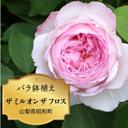 ふるさと納税 バラ鉢植え ローズ 薔薇 バラ ガーデニング 花 フラワー 敬老の日 卒入学祝い 新築祝い 記念日 お祝い ギフト プレゼント 贈り物 山梨県 昭和町 母の日 送料無料 バラ鉢植え「ザ ミル オン ザ フロス」 SWBD005