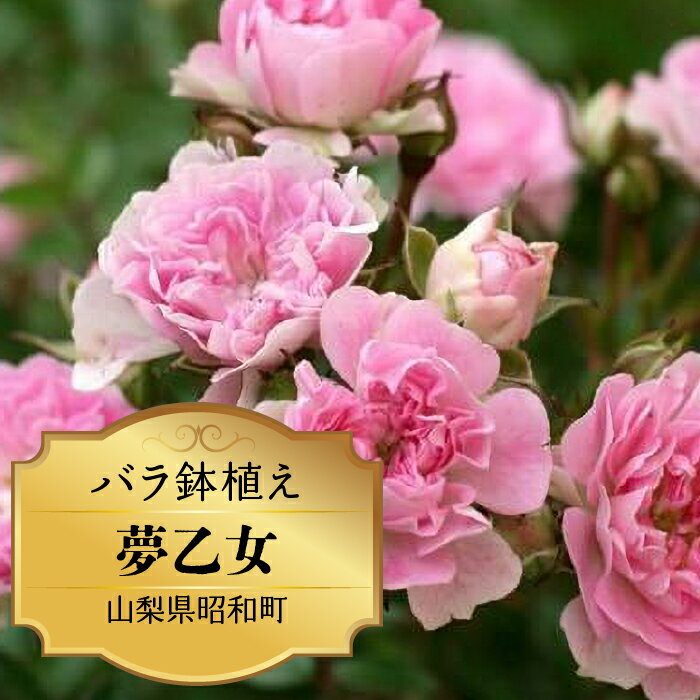 56位! 口コミ数「0件」評価「0」 ふるさと納税 バラ鉢植え ローズ 薔薇 バラ ガーデニング 花 フラワー 敬老の日 卒入学祝い 新築祝い 記念日 お祝い ギフト プレゼン･･･ 