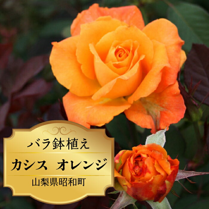 【ふるさと納税】 ふるさと納税 バラ鉢植え ローズ 薔薇 バラ ガーデニング 花 フラワー 敬老の日 卒入学祝い 新築祝い 記念日 お祝い ギフト プレゼント 贈り物 山梨県 昭和町 母の日 送料無料 バラ鉢植え「カシス オレンジ」 SWBD007