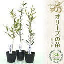 名称 【ハーブショップYOU'樹】オリーブの苗セット 4号鉢 3本 返礼品の内容 オリーブの苗 4号鉢（12cm） 3本 返礼品の特徴 オリーブは2品種以上を植えると実が付きやすいです。 以下の19品種のオリーブの中から状態の良い苗を送ります。 ・アイセブンセブン ・アスコラーナ ・アルベキーナ ・アレクッゾ ・サウスオーストラリアベルダル ・シプレッシーノ ・ジャンボカラマタ ・セイントキャサリン ・セビラノ ・ネバディロブランコ ・ハーディーズマンモス ・バルネア ・ピッチョリーネ ・フラントイオ ・モライオロ ・ラキーノ ・ルッカ ・ワッカベルダル ・ワラサ 事業者：ハーブショップYOU'樹（ユーキ） 配送方法 常温便 配達外のエリア 離島（沖縄含む） 原産地 原産地：昭和町 生産者の声 平成4年より自家栽培のハーブやオリーブ苗の販売をしております。 注意事項 水はけが良く日当たりの良い場所が理想ですが、順応力もあります。 鉢植えでも庭植えでも育てられます。 少し乾燥気味に育ててください。 気温は-10℃位まで耐えられます。 ※画像はイメージです。 提供事業者 ハーブショップYOU'樹（ユーキ）【ハーブショップYOU'樹】オリーブの苗セット 4号鉢 3本 SWBE002 「ふるさと納税」寄付金は、下記の事業を推進する資金として活用してまいります。 （1）町長におまかせ ◆町民の皆さまから「住んでよかった」「住み続けたい」と思ってもらえるようなまちづくりに活用させていただきます。 （2）子育て支援・教育環境の充実に関連する事業 ◆昭和町の子どもたちの健やかな成長を願い、子育てを応援し、教育環境の充実を図る事業に活用させていただきます。 （3）誰もが安心して、健康に生活できるまちづくりに関連する事業 ◆町民の皆さまの健康寿命の延伸を図り、高齢者や障がいをお持ちの方も誰もが安心して生活できるまちづくりに活用させていただきます。 （4）地域経済の活性化に関連する事業 ◆地域経済の活性化を図り、人がつどう賑いのあるまちを創る事業に活用させていただきます。 入金確認後、注文内容確認画面の【注文者情報】に記載の住所にお送りいたします。 発送の時期は、寄付確認後1〜2週間以内を目途に、お礼の特産品とは別にお送りいたします。