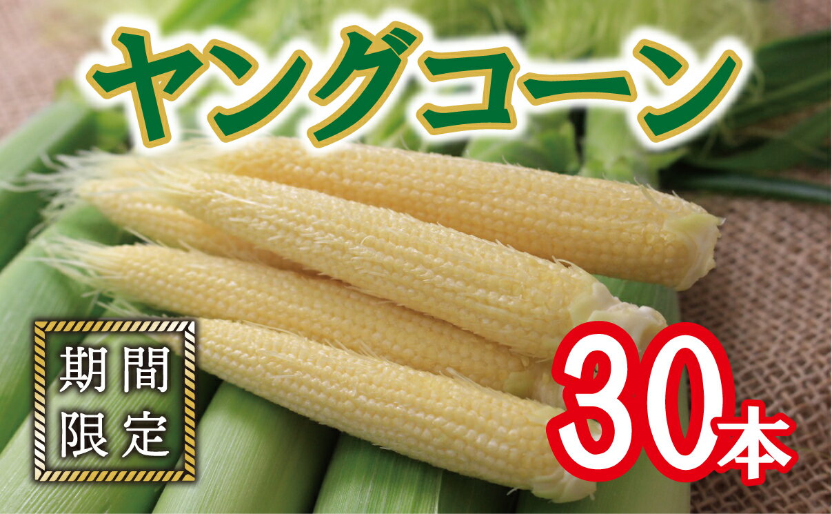 5位! 口コミ数「0件」評価「0」【先行予約】【2024年6月上旬～7月半ば発送】もぎたて発送ヤングコ-ン　30本入り　『栄養たっぷりヒゲ付』 ふるさと納税 人気 おすすめ ･･･ 