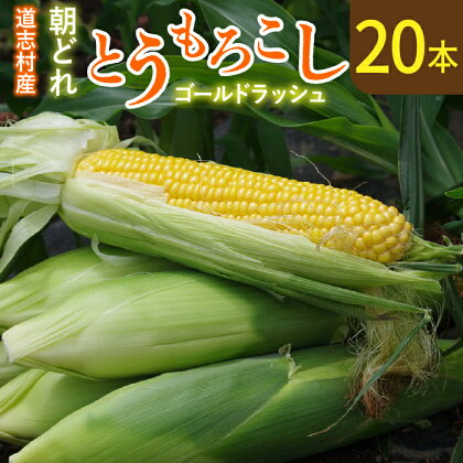 【先行予約】新鮮！朝どれトウモロコシ【20本入】 ※北海道・沖縄・離島への配送不可 ※着日指定不可 ふるさと納税 野菜 やさい コーン ヤングコーン とうもろこし トウモロコシ もろこし 青果 山梨県 道志村 送料無料 DSV007