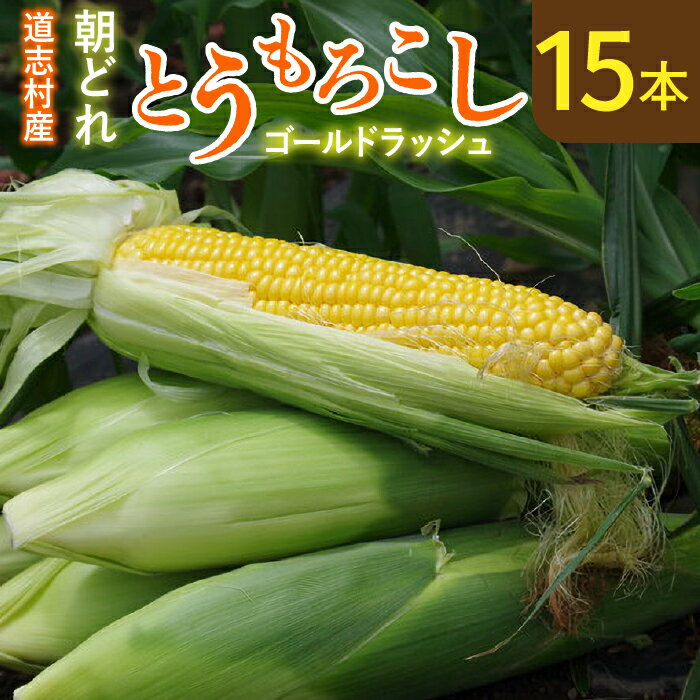 【ふるさと納税】 【先行予約】新鮮！朝どれトウモロコシ【15本入】 ※北海道・沖縄・離島への配送不可 ※着日指定不可 ※6月下旬頃より順次発送予定ふるさと納税 野菜 やさい コーン ヤングコーン とうもろこし トウモロコシ もろこし 青果 山梨県 道志村 送料無料 DSV006