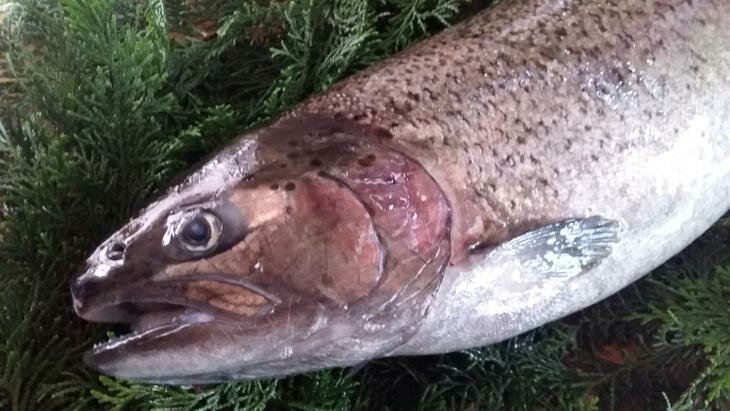 山梨県道志村の画像2