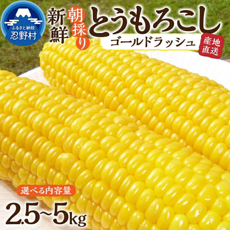  とうもろこし ゴールドラッシュ 2.5kg(4～5本入） 5kg(10～12本) コーン 朝採れ 人気 トウモロコシ 野菜 お取り寄せ スイートコーン 産地直送 農家直送 新鮮 ギフト 贈り物 贈答 自宅用 送料無料 山梨県 忍野村 ※沖縄県、離島不可