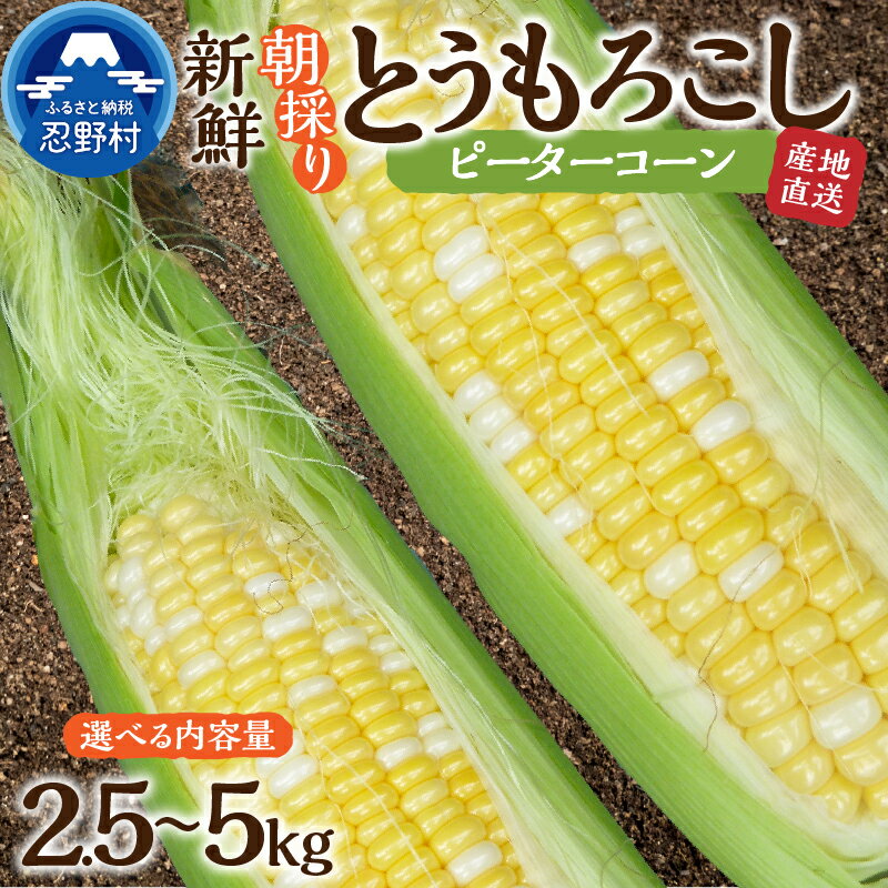  とうもろこし ピーターコーン2.5kg(4～5本入） 5kg(10～12本) 朝採れ 人気 とうきび 野菜 お取り寄せ スイートコーン 産地直送 農家直送 直送 新鮮 贈り物 贈答 自宅用 食用 送料無料 山梨県 忍野村 ※沖縄県、離島不可