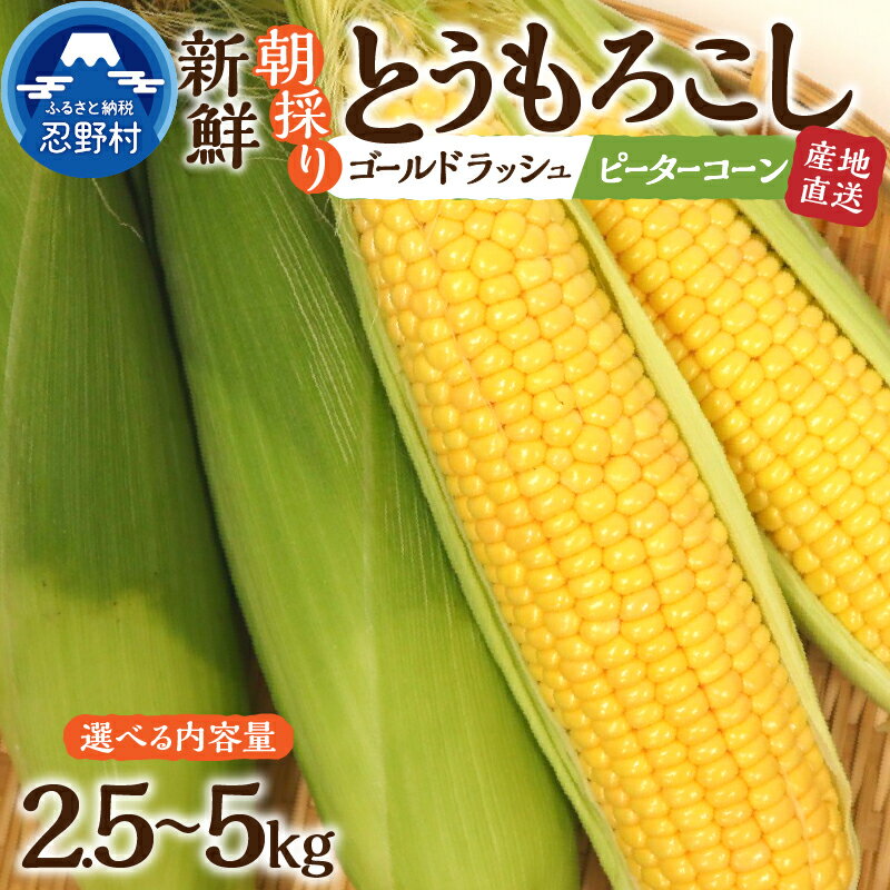  とうもろこし ゴールドラッシュ ピーターコーン 詰め合わせ 2.5kg(4～5本入） 5kg(10～12本) 朝採れ 人気 野菜 お取り寄せ スイートコーン 産地直送 新鮮 ギフト プレゼント 贈答 送料無料 山梨県 忍野村 ※沖縄県、離島不可