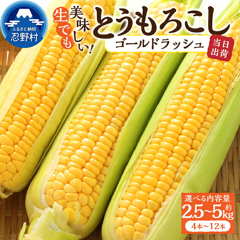 【ふるさと納税】 【2026年先行予約】 とうもろこし ゴールドラッシュ 約2.5kg(4～6本入） 約5kg(10～12本) コーン 朝採れ 人気 トウモロコシ 野菜 お取り寄せ スイートコーン 産地直送 農家直送 新鮮 ギフト 贈り物 贈答 送料無料 山梨県 忍野村 ※沖縄県、離島不可