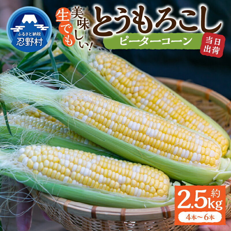 【ふるさと納税】 【2026年先行予約】 とうもろこし ピーターコーン 約2.5kg(4～6本入） 約5kg(10～12本) 朝採れ 人気 とうきび 野菜 お取り寄せ スイートコーン 産地直送 農家直送 直送 新鮮 贈り物 贈答 自宅用 食用 送料無料 山梨県 忍野村 ※沖縄県、離島不可(4)