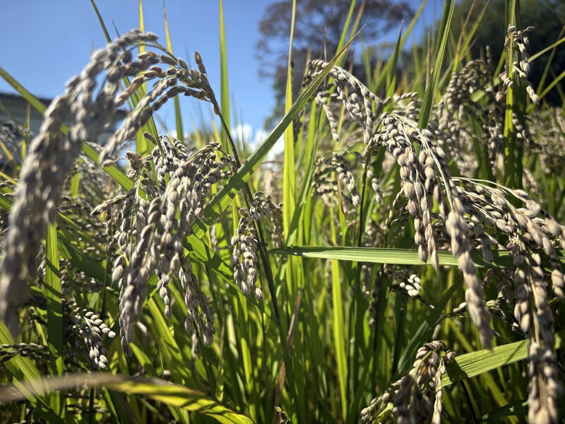 山梨県忍野村の画像3
