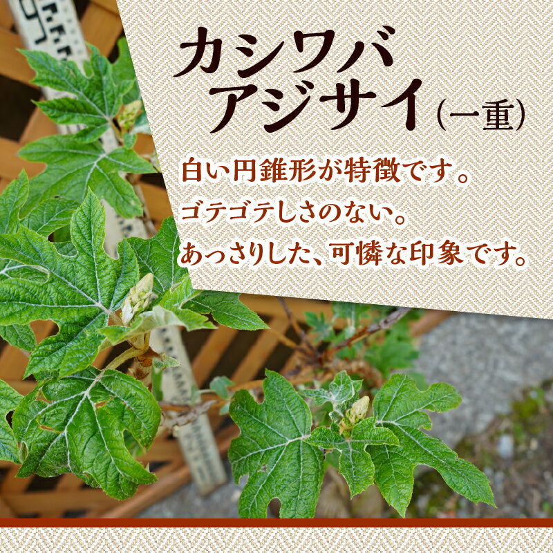 山梨県忍野村の画像2