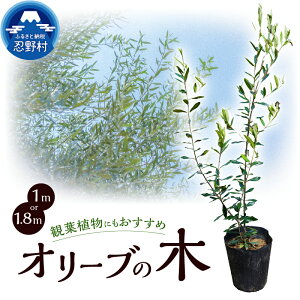 【ふるさと納税】オリーブ 観葉植物 植物 樹木 ガーデニング インテリア 植木 苗 庭木 送料無料 山梨県 忍野村