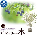 【ふるさと納税】ビルベリーの木 家庭菜園 植物 果樹木 ガーデニング 植木 苗 庭木 送料無料 山梨県 忍野村