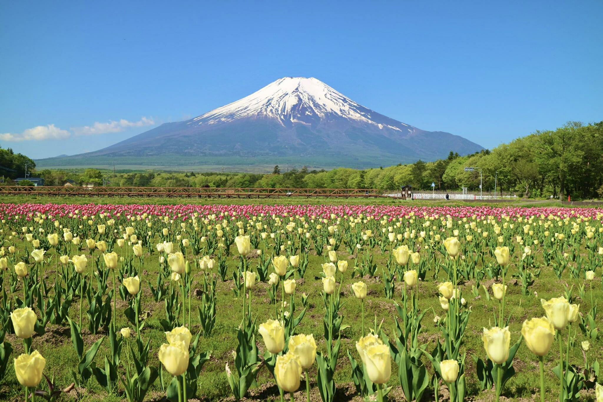 【ふるさと納税】山梨県山中湖村の対象施設で使える楽天トラベルクーポン 寄附額 200,000円その2