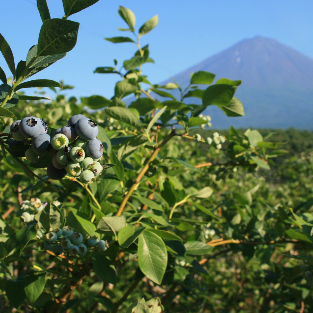 山梨県鳴沢村の画像2