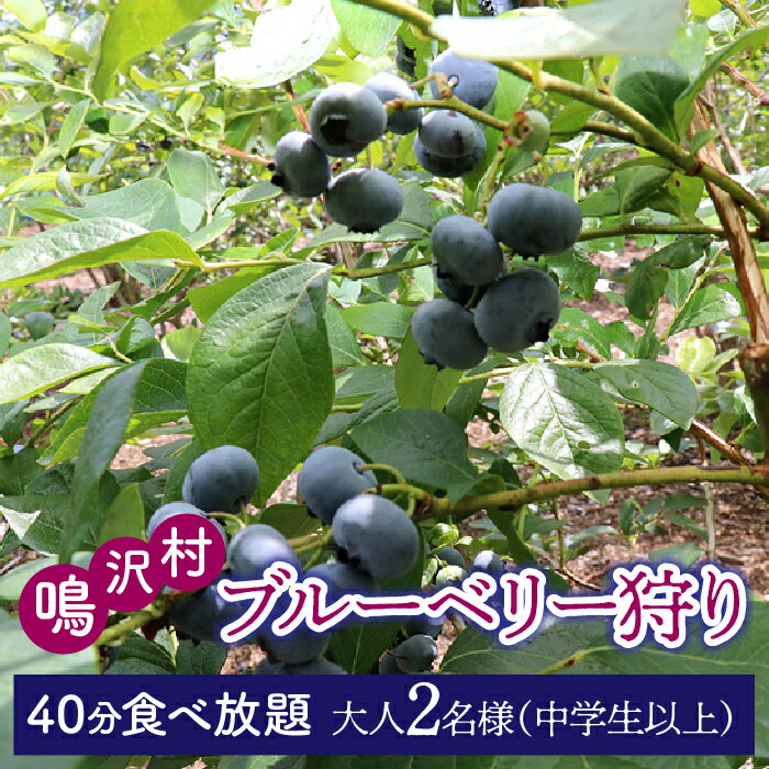 ブルーベリー狩り体験チケット(大人中学生以上2名様分) ふるさと納税 食べ放題 ブルーベリー ぶるーべりー 体験チケット 山梨県 鳴沢村 送料無料