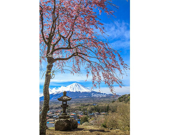 【ふるさと納税】 富士山フォトパネル（桜）ふるさと納税 富士山 フォトパネル 写真 額装写真 山梨県 鳴沢村 送料無料 NSF010