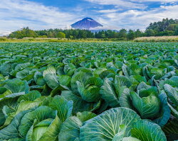 【ふるさと納税】 （A）鳴沢村産高原野菜＆特産品詰め合わせ【返礼品発送期間：令和4年7月15日～令和4年10月31日】ふるさと納税 野菜 高原野菜 やさい とうもろこし キャベツ トマト きゅうり ブルーベリー ミニトマト 果物 くだもの フルーツ 山梨県 鳴沢村 送料無料 NSJ023･･･ 画像1