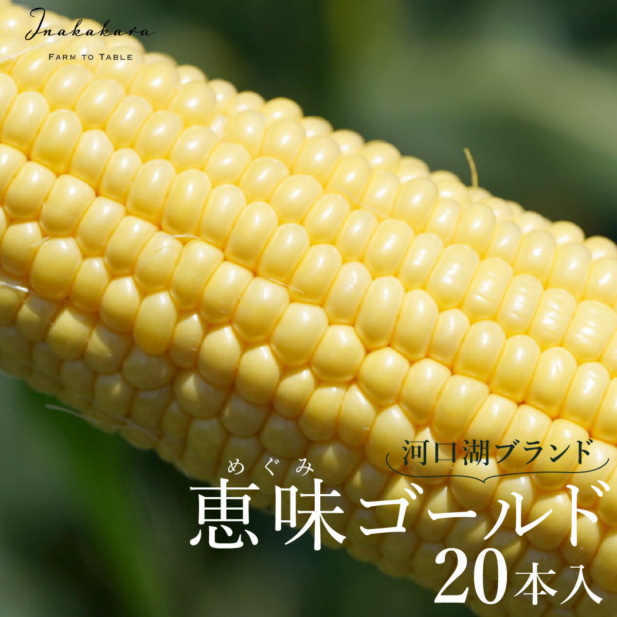 【ふるさと納税】 ＜2024年先行予約＞【富士山の麓で育つ】河口湖ブランドとうもろこしInakakara「恵味..