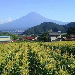 【ふるさと納税】 ＜2024年先行予約＞【富士山の麓で育つ】山梨県富士河口湖町産Inakakaraとうもろこし「ドルチェドリーム」20本入 ふるさと納税 人気 おすすめ ランキング とうもろこし ドルチェドリーム トウモロコシ コーン 山梨県 富士河口湖町 送料無料 FBA009･･･ 画像2