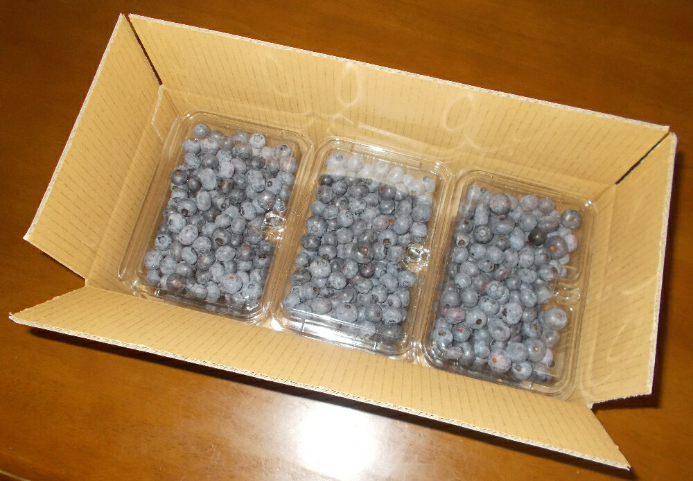 【ふるさと納税】 ＜2026年発送先行予約＞＜生産者直送＞新鮮朝取り　生ブルーベリー 1.5kg ふるさと納税 ブルーベリー 朝取りブルーベリー 生ブルーベリー 直送 新鮮 朝食 ヨーグルト 美容 健康 山梨県 富士河口湖町 送料無料 FEC001