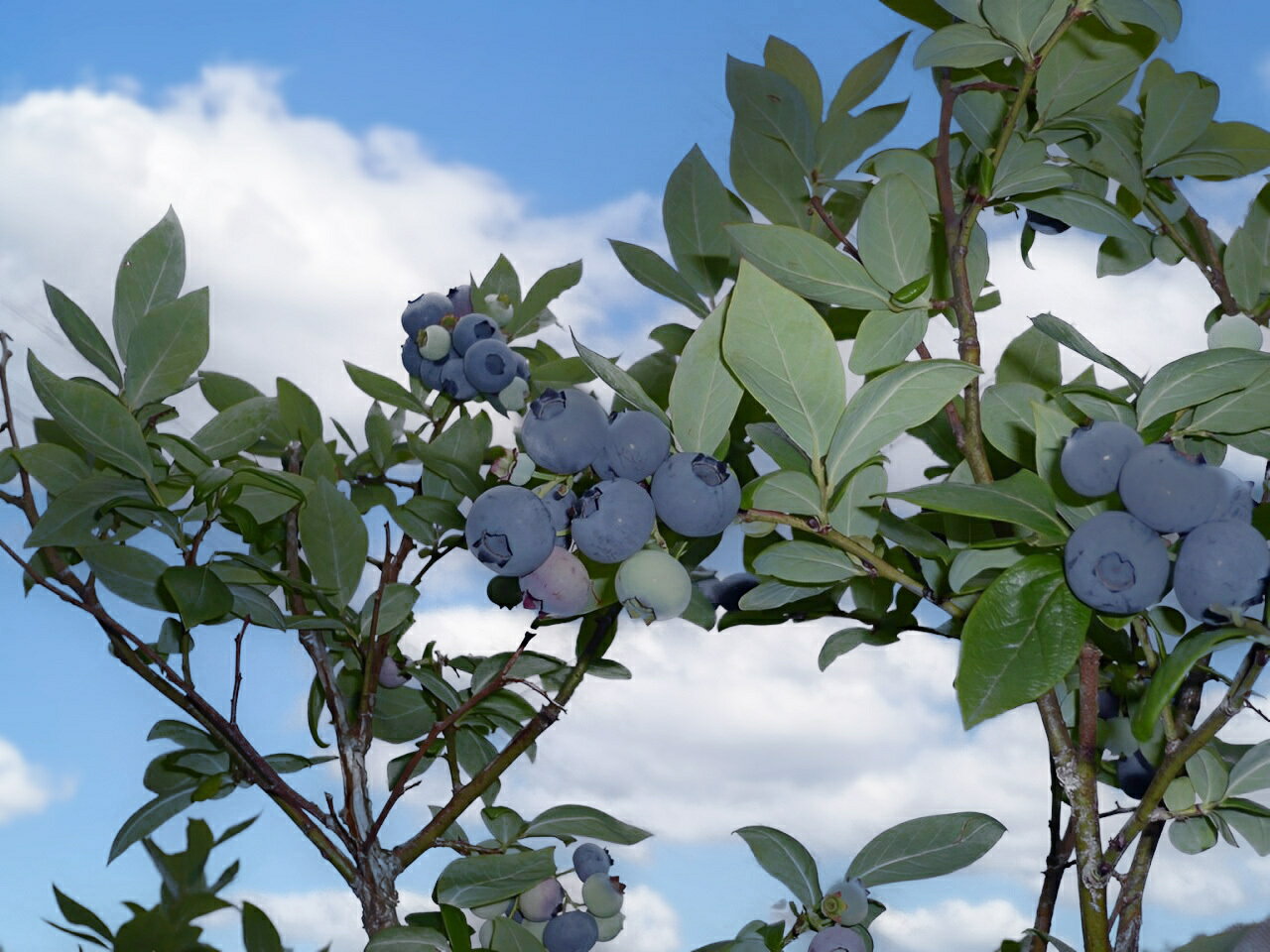 【ふるさと納税】 ＜2026年発送先行予約＞＜生産者直送＞新鮮朝取り　生ブルーベリー 1.5kg ふるさと納税 ブルーベリー 朝取りブルーベリー 生ブルーベリー 直送 新鮮 朝食 ヨーグルト 美容 健康 山梨県 富士河口湖町 送料無料 FEC001