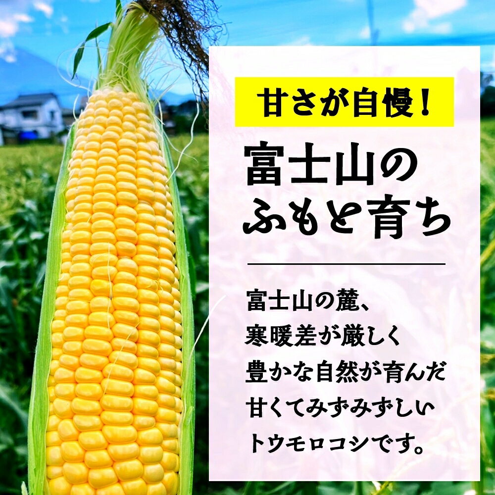 【ふるさと納税】 とうもろこし 恵味 ゴールド 400g以上 × 12本 高糖度 トウモロコシ スイートコーン 玉蜀黍 イエローコーン 黄 夏野菜 甘い ジューシー 野菜 おやつ 旬 産地直送 送料無料 湖南野菜出荷組合 山梨県 富士河口湖町 FEM004