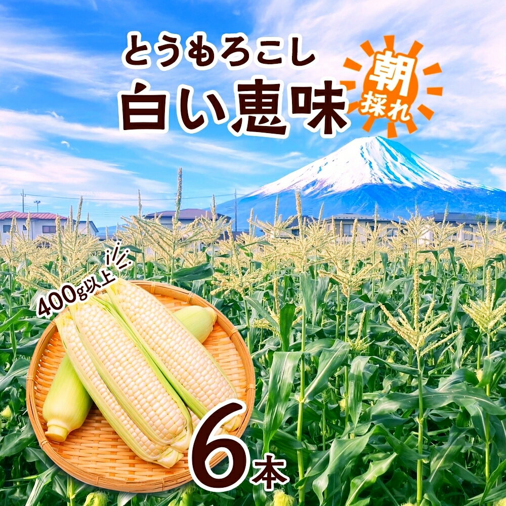 【ふるさと納税】 とうもろこし 白い恵味 ホワイト 400g以上×6本 高糖度 トウモロコシ スイートコーン 玉蜀黍 白 コーン 夏野菜 ジューシー 野菜 おやつ 甘い 旬 産地直送 送料無料 湖南野菜出荷組合 山梨県 富士河口湖町 FEM005