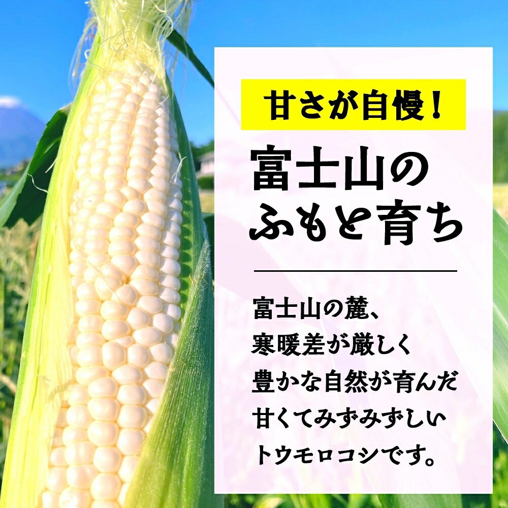 【ふるさと納税】 とうもろこし 白い恵味 ホワイト 400g以上×6本 高糖度 トウモロコシ スイートコーン 玉蜀黍 白 コーン 夏野菜 ジューシー 野菜 おやつ 甘い 旬 産地直送 送料無料 湖南野菜出荷組合 山梨県 富士河口湖町 FEM005