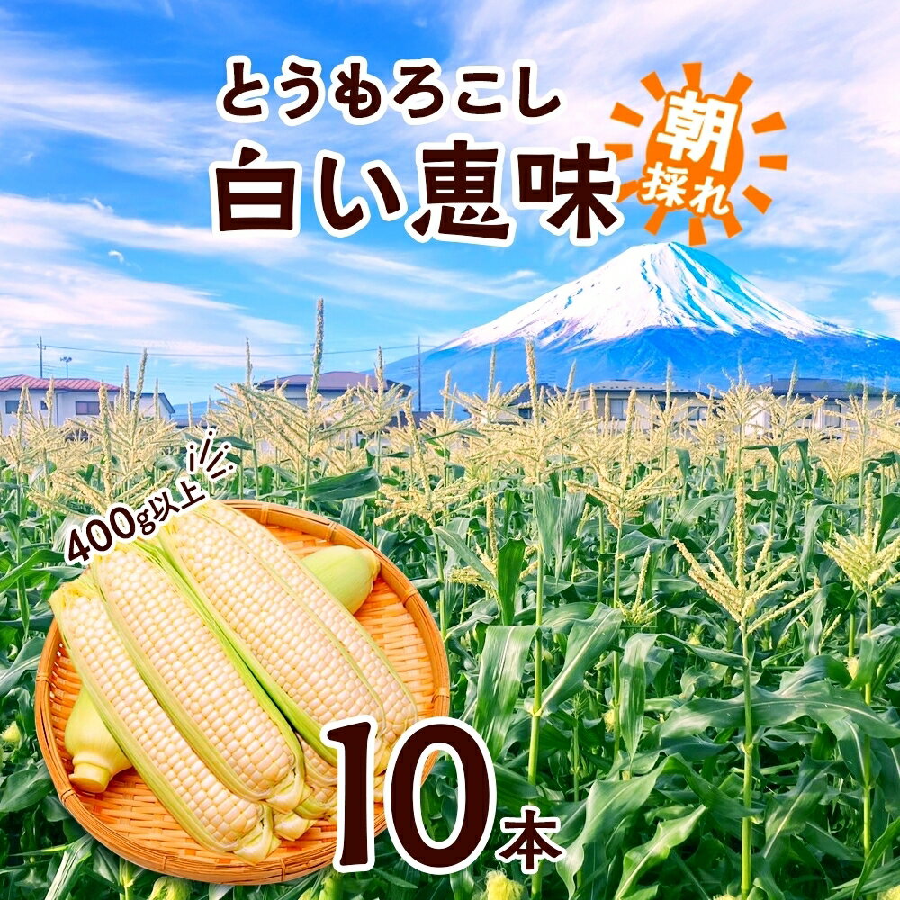 【ふるさと納税】 ＜2026年発送先行予約＞ とうもろこし 白い恵味 ホワイト 400g以上×10本 計4kg以上 ..