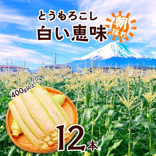 【ふるさと納税】 とうもろこし 白い恵味 ホワイト 400g以上×12本 高糖度 トウモロコシ スイートコーン 玉蜀黍 コーン 白 夏野菜 ジューシー 野菜 おやつ 甘い 旬 産地直送 送料無料 湖南野菜出荷組合 山梨県 富士河口湖町 FEM008 【ふるさと納税】 とうもろこし 白い恵味 ホワイト 400g以上×12本 高糖度 トウモロコシ スイートコーン 玉蜀黍 コーン 白 夏野菜 ジューシー 野菜 おやつ 甘い 旬 産地直送 送料無料 湖南野菜出荷組合 山梨県 富士河口湖町 FEM008
