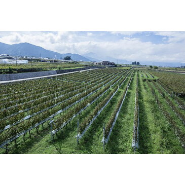 【ふるさと納税】ルミエール ワイン定期便 全6回| 飲み比べ 赤ワイン 白ワイン スパークリング 日本ワイン 家飲み お祝い