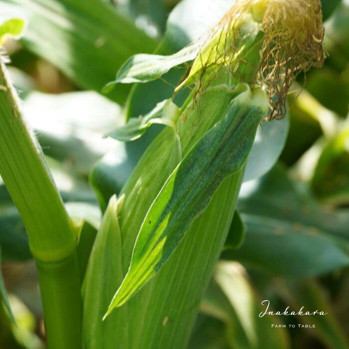 【ふるさと納税】 ＜2026年先行予約＞【富士山の麓で育つ】河口湖ブランドとうもろこしInakakara「恵味ゴールド」6本入 ふるさと納税 人気 おすすめ ランキング とうもろこし 恵味ゴールド トウモロコシ コーン 山梨県 富士河口湖町 送料無料 FBA001
