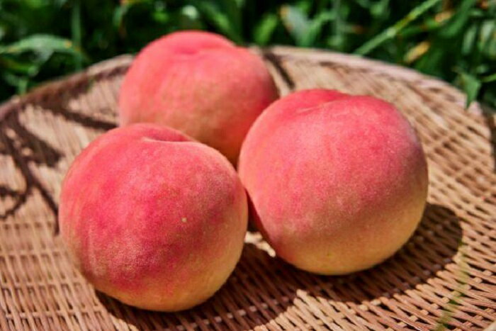 【ふるさと納税】＜26年発送先行予約＞【訳あり】河口湖で初の桃栽培！オリジナルブランド富士桃『訳あり』(約3キロ) ふるさと納税 訳あり 桃 もも おすすめ 人気 期間限定 山梨県 富士河口湖町 送料無料 FAH001